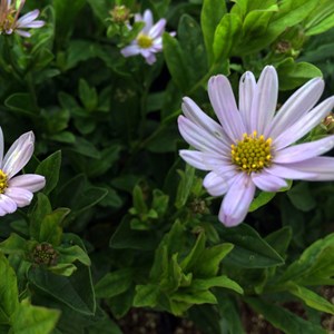 Kalimeris incisa 'blue star' - godet 9x9 cm