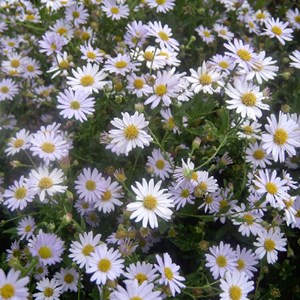 6 x kalimeris incisa 'blue star' - godet 9x9 cm