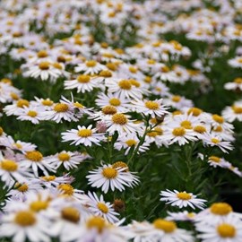 Kalimeris incisa 'madiva' - godet 9x9 cm