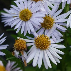 Kalimeris incisa 'madiva' - godet 9x9 cm