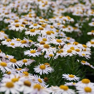 Kalimeris incisa 'madiva' - godet 9x9 cm