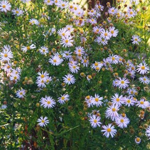 Kalimeris incisa - godet 9x9 cm