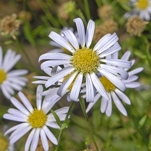 Kalimeris incisa - godet 9x9 cm