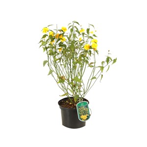 2 x corète du japon  - kerria japonica 'pleniflora'  - 50-60 cm pot