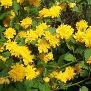 2 x corète du japon  - kerria japonica 'pleniflora'  - 50-60 cm pot