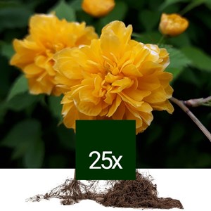 Corète du japon - racine nue - kerria japonica 'pleniflora' - 25 x 40-60 cm