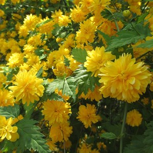 Corète du japon - racine nue - kerria japonica 'pleniflora' - 25 x 50-60 cm