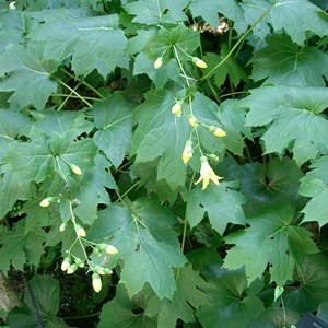 6 x fleur de cire - kirengeshoma palmata  - godet 9x9 cm
