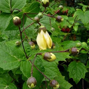 6 x fleur de cire - kirengeshoma palmata  - godet 9x9 cm