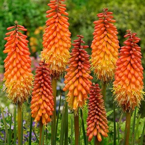 Tritoma  - kniphofia 'alcazar'  - godet 9x9 cm