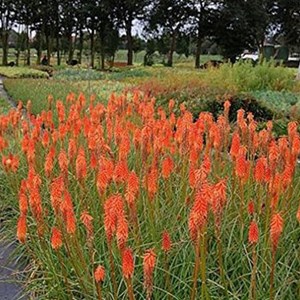 Tritoma  - kniphofia 'alcazar'  - godet 9x9 cm