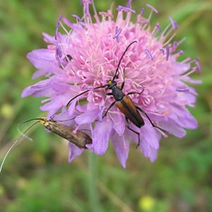 6 x petite scabieuse - knautia arvensis  - godet 9x9 cm