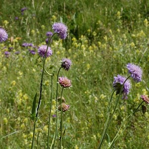 6 x petite scabieuse - knautia arvensis  - godet 9x9 cm