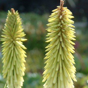 6 x tritoma  - kniphofia 'green jade'  - godet 9x9 cm