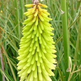 6 x tritoma  - kniphofia 'ice queen'  - godet 9x9 cm