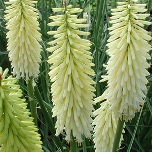 6 x tritoma  - kniphofia 'ice queen'  - godet 9x9 cm