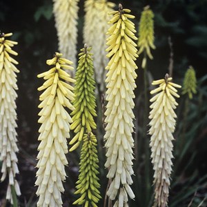 6 x tritoma  - kniphofia 'little maid'  - godet 9x9 cm