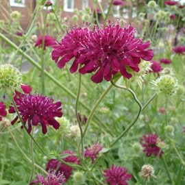 6 x petite scabieuse de macédoine - knautia macedonica  - godet 9x9 cm