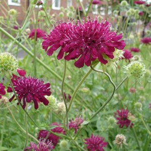 6 x petite scabieuse de macédoine - knautia macedonica  - godet 9x9 cm