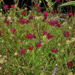6 x petite scabieuse de macédoine - knautia macedonica  - godet 9x9 cm