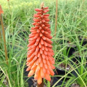 6 x tritoma  - kniphofia 'nancy's red'  - godet 9x9 cm