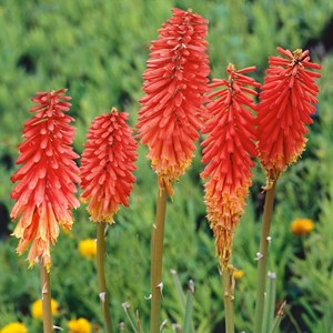 6 x tritoma  - kniphofia 'nancy's red'  - godet 9x9 cm