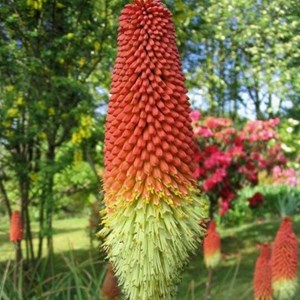 6 x tritoma  - kniphofia 'royal standard'  - godet 9x9 cm