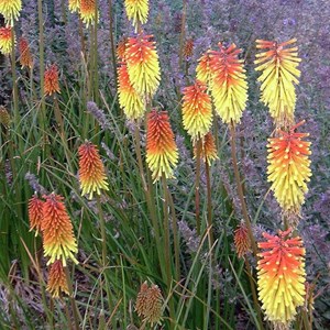 6 x tritoma  - kniphofia 'royal standard'  - godet 9x9 cm