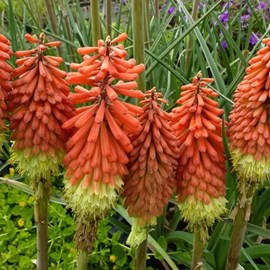 6 x tritoma  - kniphofia uvaria 'royal castle'  - godet 9x9 cm