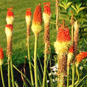 6 x tritoma  - kniphofia uvaria 'royal castle'  - godet 9x9 cm