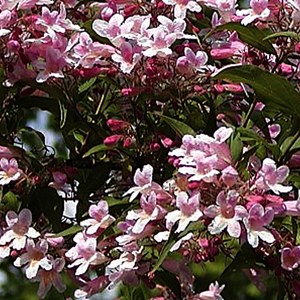 2 x buisson de beauté  - kolkwitzia amabilis 'pink cloud'  - 30-50 cm pot