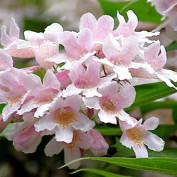 Arborix - 2 x buisson de beauté  - kolkwitzia amabilis 'pink cloud'  - 30-50 cm pot