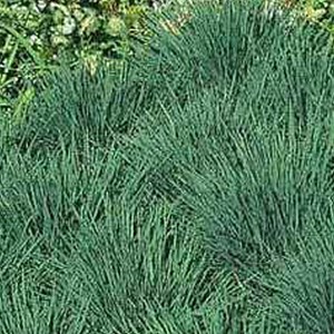 6 x koélérie bleue - koeleria glauca  - godet 9x9 cm