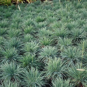 6 x koélérie bleue - koeleria glauca  - godet 9x9 cm