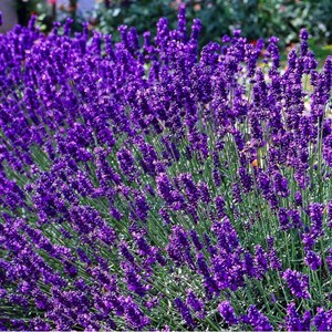 6 x lavande fine  - lavandula angustifolia 'dwarf blue'  - godet 9x9 cm