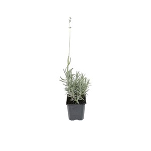 2 x lavande fine  - lavandula angustifolia 'dwarf blue'  - pot