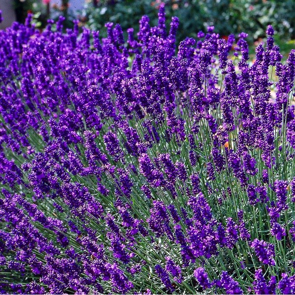 Arborix - 2 x lavande fine  - lavandula angustifolia 'dwarf blue'  - pot