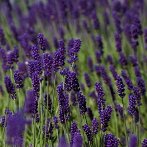 2 x lavande vraie  - lavandula angustifolia 'hidcote'  - godet 9x9 cm