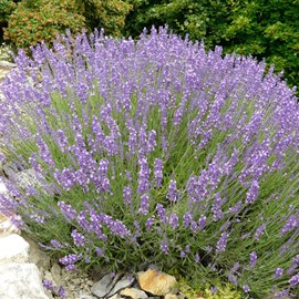 6 x lavande officinale - lavandula angustifolia  - godet 9x9 cm