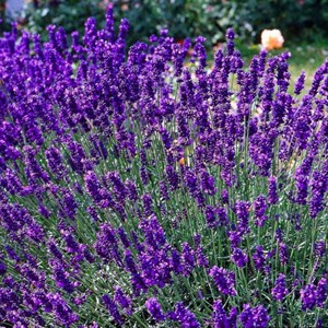 6 x lavande officinale - lavandula angustifolia  - godet 9x9 cm