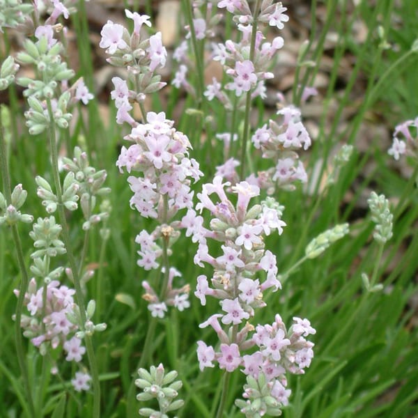 6 x lavande vraie - lavandula angustifolia 'rosea' - godet 9x9 cm