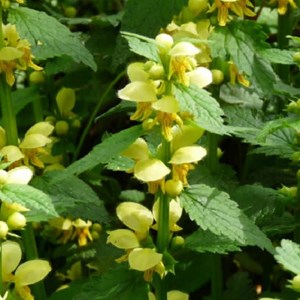 6 x faux lamier - lamiastrum galeobdolon  - godet 9x9 cm