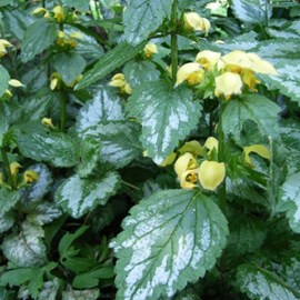 6 x faux lamier - lamiastrum galeobdolon 'florentinum'  - godet 9x9 cm