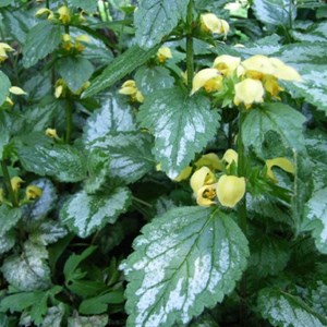 6 x faux lamier - lamiastrum galeobdolon 'florentinum'  - godet 9x9 cm