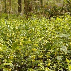 6 x faux lamier - lamiastrum galeobdolon 'florentinum'  - godet 9x9 cm