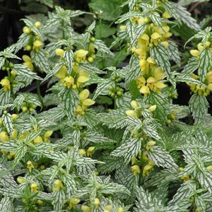 6 x faux lamier - lamiastrum galeobdolon 'herman's pride'  - godet 9x9 cm