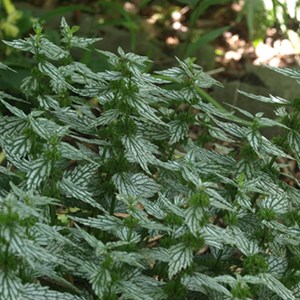 6 x faux lamier - lamiastrum galeobdolon 'herman's pride'  - godet 9x9 cm