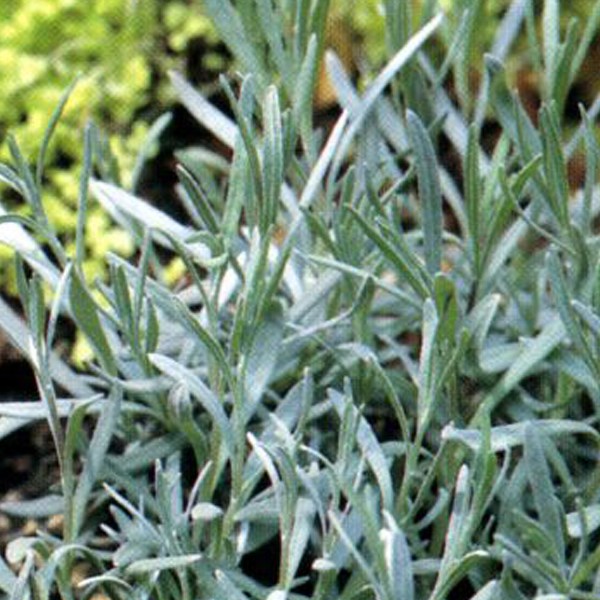 6 x lavandin - lavandula intermedia 'dutch' - godet 9x9 cm