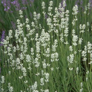 2 x lavandin  - lavandula intermedia 'edelweiss'  - godet 9x9 cm