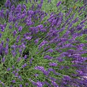 6 x lavandin  - lavandula intermedia 'grappenhall'  - godet 9x9 cm